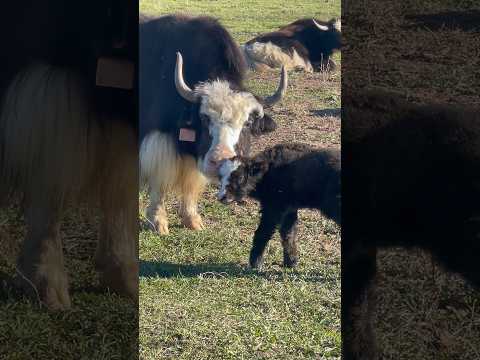 Adventures in Idaho & our visit to the Yak Farm!