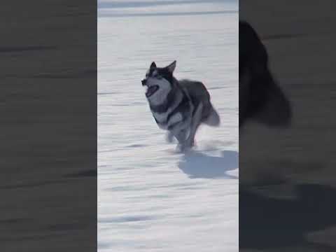 Honest Trailers Preview – The Thing