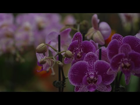 ‘It’s a win’: Flowers remain big hit on Valentine’s Day