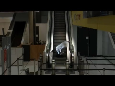 ‘Dire polling’ prompted Labor to introduce fuel excise cut