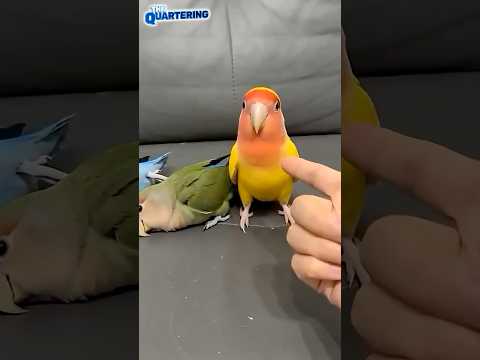 ‘That’s What You Told Justice Kagan’: Sonia Sotomayor Calls Out Attorney’s Conflicting Answers