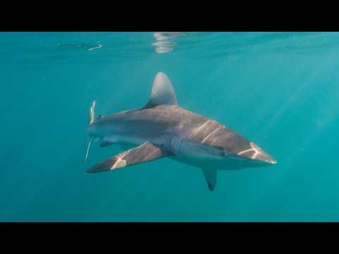 ‘Never seen before’: NSW unveils massive shark drone operation