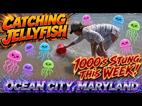 Chrissie Mayr Jellyfish Hunting in Ocean City, Maryland! August 2026