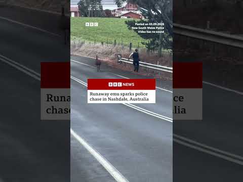 Runaway emu sparks Australian police chase. #BBCNews